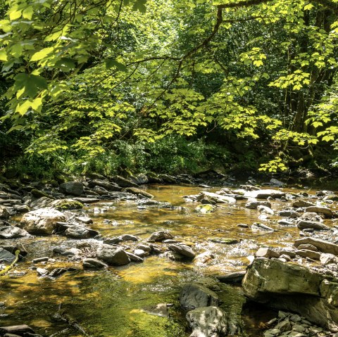 Die Rur bei Dreistegen, © Eifel-Tourismus GmbH, Dominik Ketz