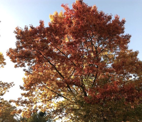 Indian Summer im Nationalpark Eifel, © kph