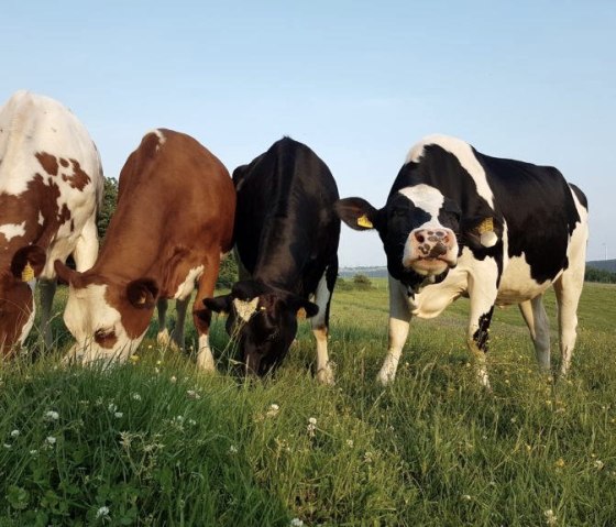 Unsere Kühe auf der Wiese