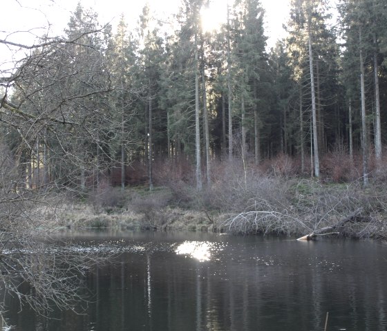 Biberbach, © Nationalpark Eifel / J. Vogel