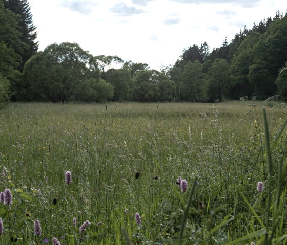 Wild herb meadow, Eifelspur Heideheimat, © Nordeifel Tourismus GmbH