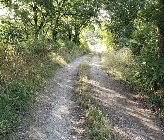 Many hiking trails, © Nordeifel Tourismus GmbH & Ferienwohnung Kleine Auszeit