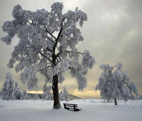 Winterlandschaft in der Eifel., © Nordeifel Tourismus GmbH & Ferienwohungen Betram, Nationalpark-Gastgeber