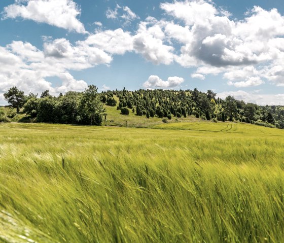 Blick zum kalvarienberg mit Wacholderheiden, © Foto Achim Meurer