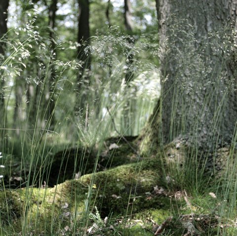 Wildnistrail, © Nationalparkverwaltung Eifel C Heer