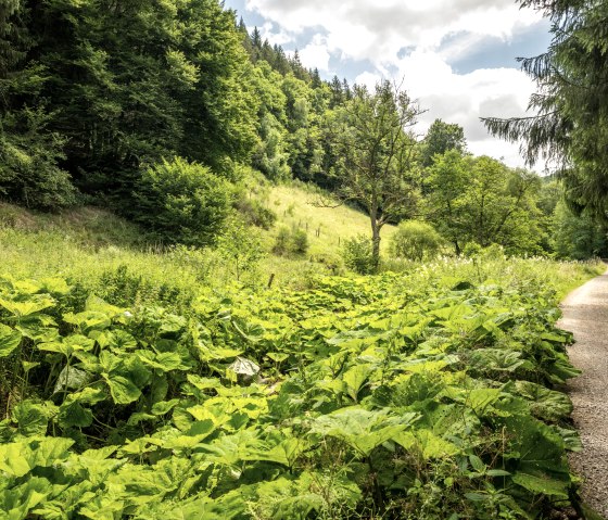 Wanderweg durch einer Waldlichtung., © Eifel Tourismus GmbH, Dominik Ketz