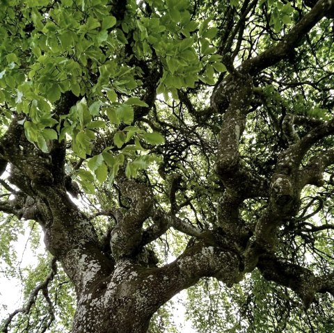 Naturkundliche Wanderung, © Sabine Müller-Braun