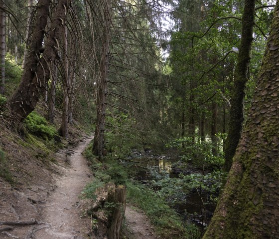 Waldweg, © eifel-tourismus-gmbh_tobias-vollmer