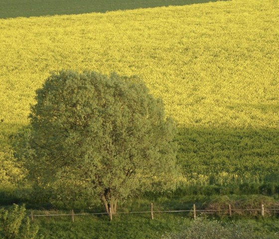 Ihre Aussicht vom Frühstückstisch im Frühjahr