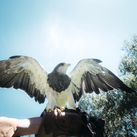 Raubvogel in der Greifvogelstation Hellenthal, © Johannes Höhn