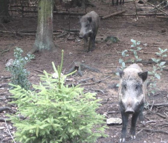 Wildschweine im Schwarzwildpark, © Archiv der StädteRegion Aachen