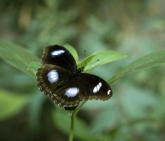 Schmetterling3, © Eifalia