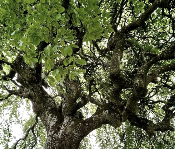 Naturkundliche Wanderung, © Sabine Müller-Braun