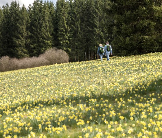 Wandern in den Narzwissenwiesen, © Eifel Tourismus GmbH - Dominik Ketz