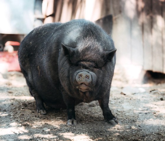 Hängebauchschwein im Wildpark Schmidt, © Johannes Höhn