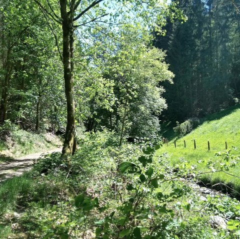 Tiefenbachtal im Frühjahr, © Gemeinde Simmerath