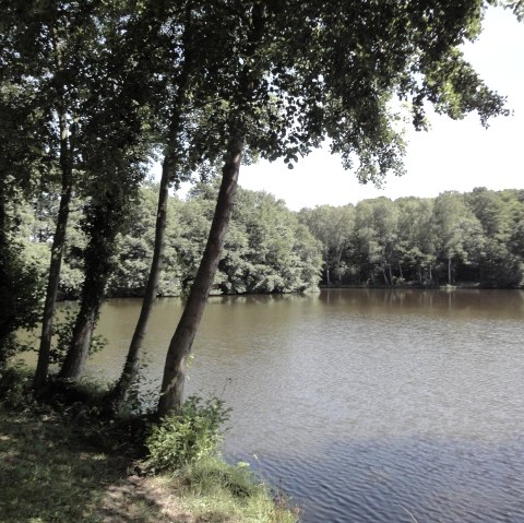 Steinbachtalsperre Waldsee