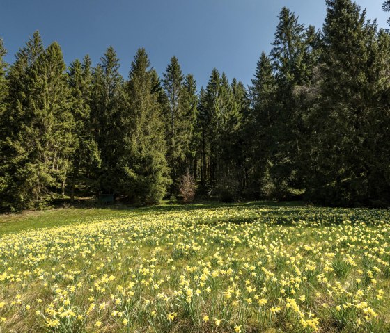 Narzissenwiese, © Eifel Tourismus GmbH, Dominik Ketz