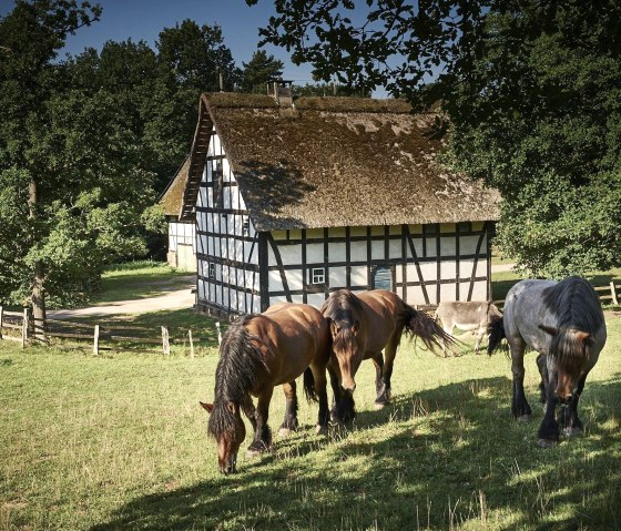 Pferde vor historischer Kulisse, © LVR Kommern