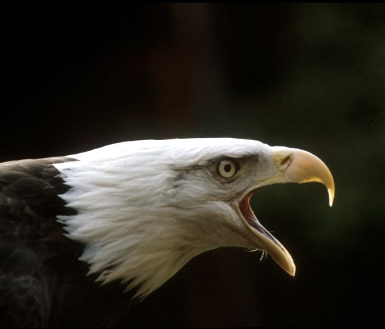 Hellenthal bird of prey station & wildlife enclosure, © Greifvogelstation & Wildfreigehege Hellenthal