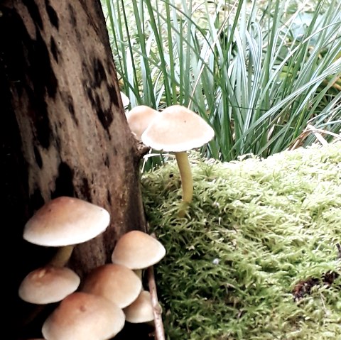 Waldbaden für Frauen, © Katrin Dahmen