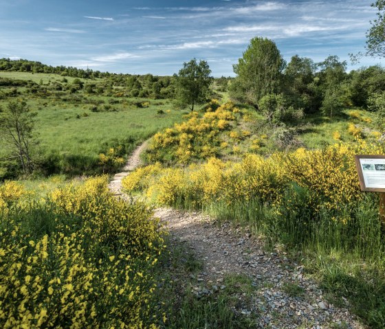 Ginsterblüte auf der Dreiborner Hochfläche, © Dominik Ketz