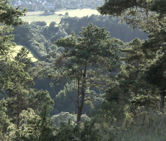 Landschaft_5, © Nordeifel Tourismus GmbH & Zum Goldenen Schaf