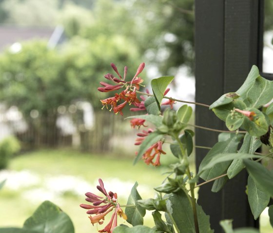 Detail_Garten, © Nordeifel Tourismus GmbH & Zum Goldenen Schaf