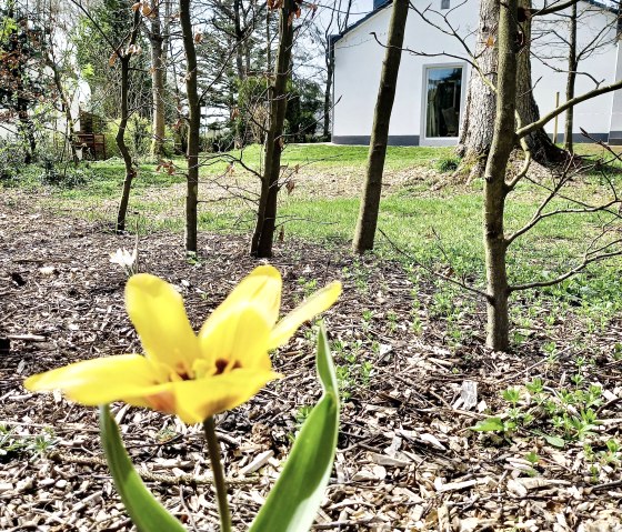 Garten im Frühjahr