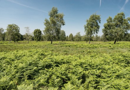 Blick in die Struffelt Heide, © Eifel Tourismus GmbH/D. Ketz