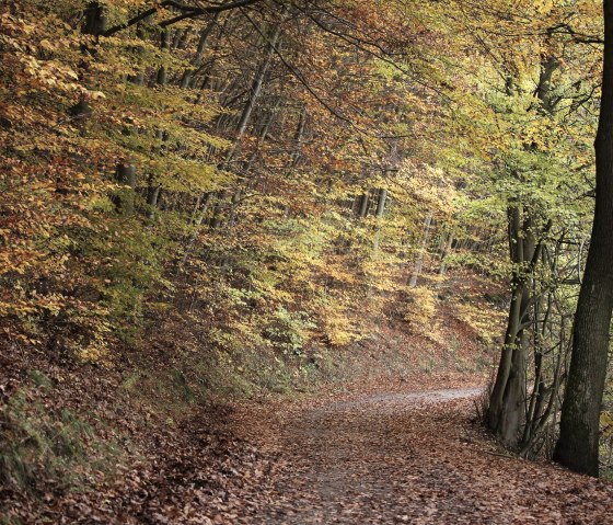 Wald bei Rurberg