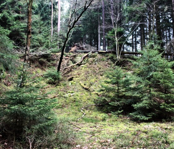 Waldreicher Wanderweg