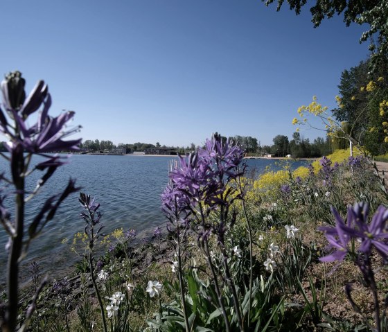 Seepark Zülpich, Blumen am Wasser, © Seepark Zülpich