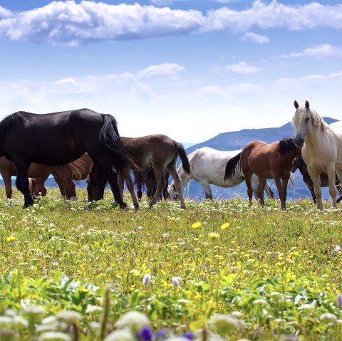 Horses, © Freepik