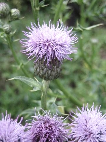 Blume, © Naturzentrum Eifel