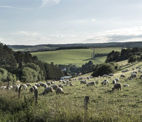 Landscape_7, © Nordeifel Tourismus GmbH & Zum Goldenen Schaf