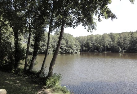 Steinbachtalsperre Waldsee