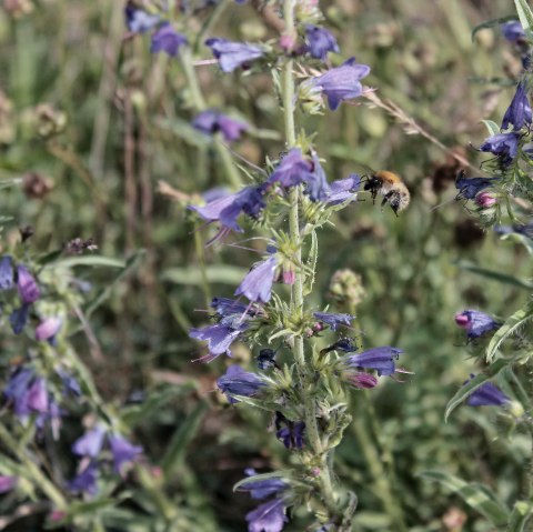 Hummel im Anflug, © Dennis Winands