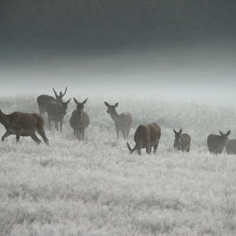 AVES-Eastern Cantons, © AVES-Ostkantone