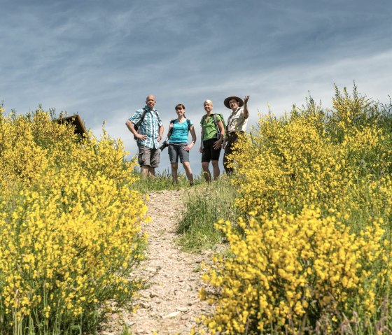 Rangertour zur Ginsterblüte, Dreiborner Hochfläche, © Dominik Ketz