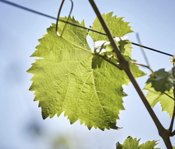 Weinreben, © Marco Rothbrust