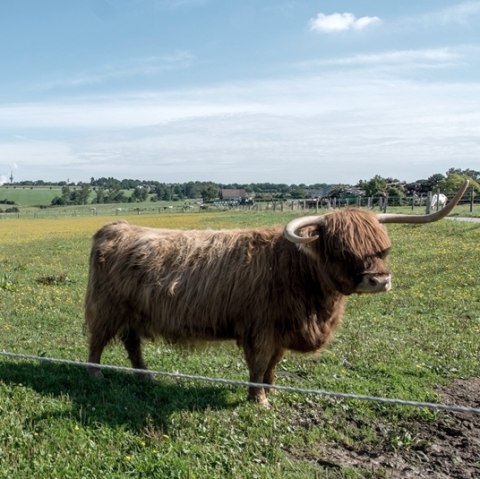 Schottisches Hochlandrind, © some.oner