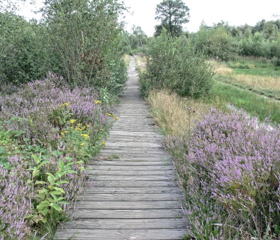 Stege der Drover Heide