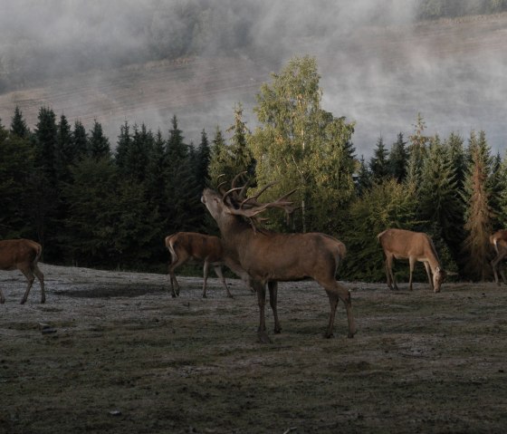 Hubertusnacht im Wildfreigehege Hellenthal, © GREIFVOGELSTATION & WILDFREIGEHEGE