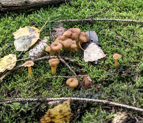 Pilze im Wald, © Sandra Noßmann