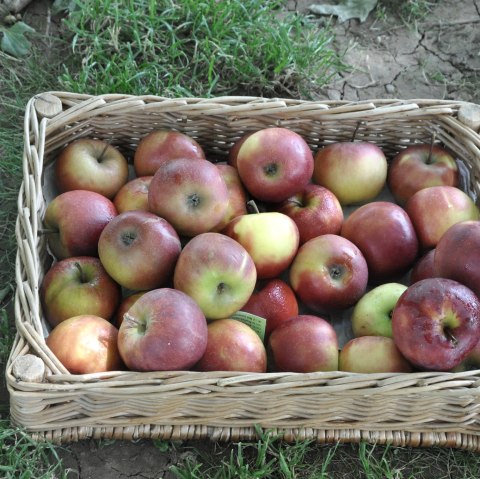 Fruit variety identification, © Eifelgemeinde Nettersheim