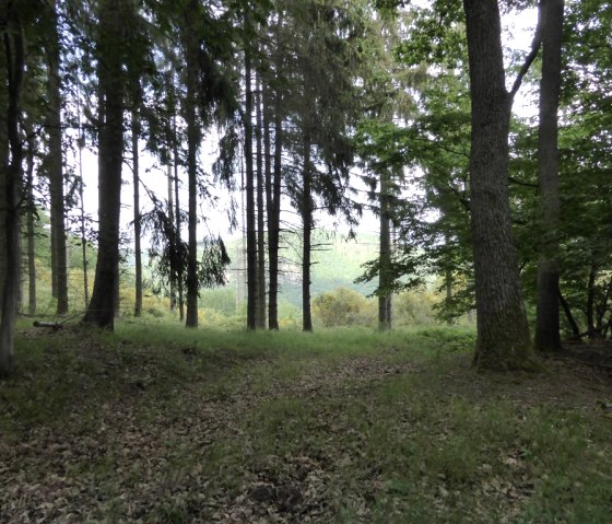 Hiking through the Abenden National Park