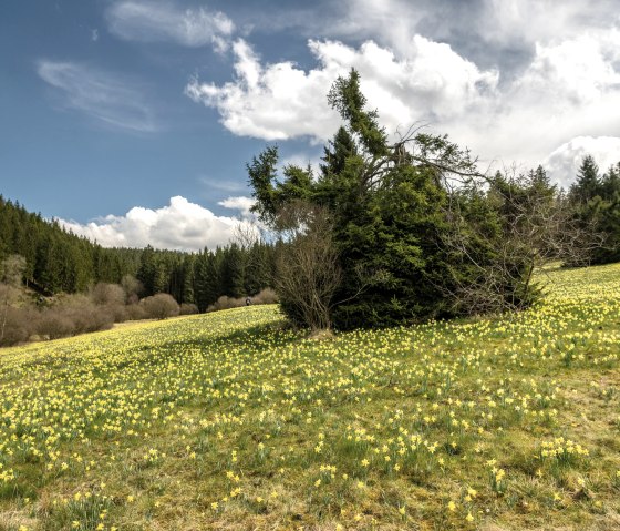 Blühende Narzissenwiese im Oleftal, © Eifel Tourismus GmbH, Dominik Ketz