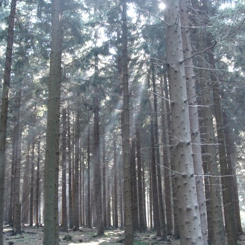 Blick in den Hürtgenwald