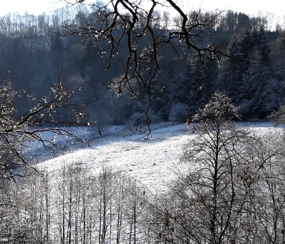 Winter landscape